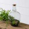 Audrey's - Front Open Terrarium With Cork, Sm (PC)