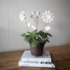 Foreside Home & Garden - Abeline Set of 3 Antique White Metal Floral Stems