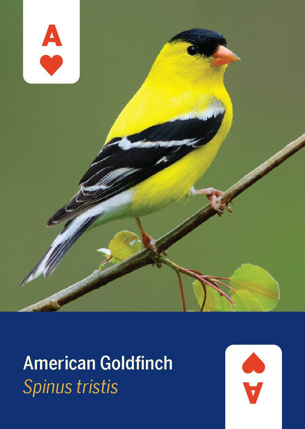 Mountaineers Books - Birds of North America Deck 52 Playing Cards