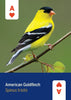Mountaineers Books - Birds of North America Deck 52 Playing Cards