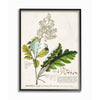 Stupell Industries - Botanical Plant Illustration Leaves Vintage Black Framed