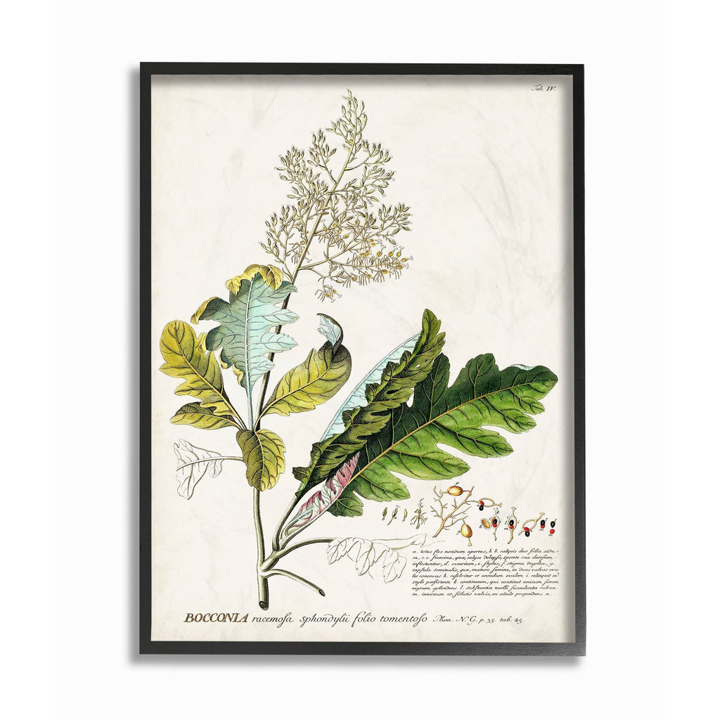 Stupell Industries - Botanical Plant Illustration Leaves Vintage Black Framed