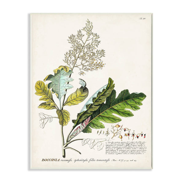 Stupell Industries - Botanical Plant Illustration Leaves Vintage Wall Plaque: MDF Wood / 10x15
