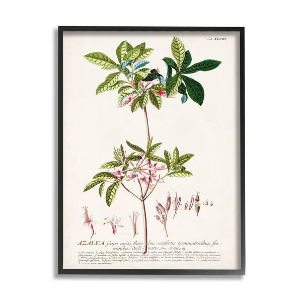 Stupell Industries - Botanical Plant Illustration Pink Flowers Vintage Framed: Black Framed