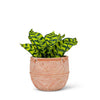 Abbott - Sm Terracotta Rustic Planter-6"H