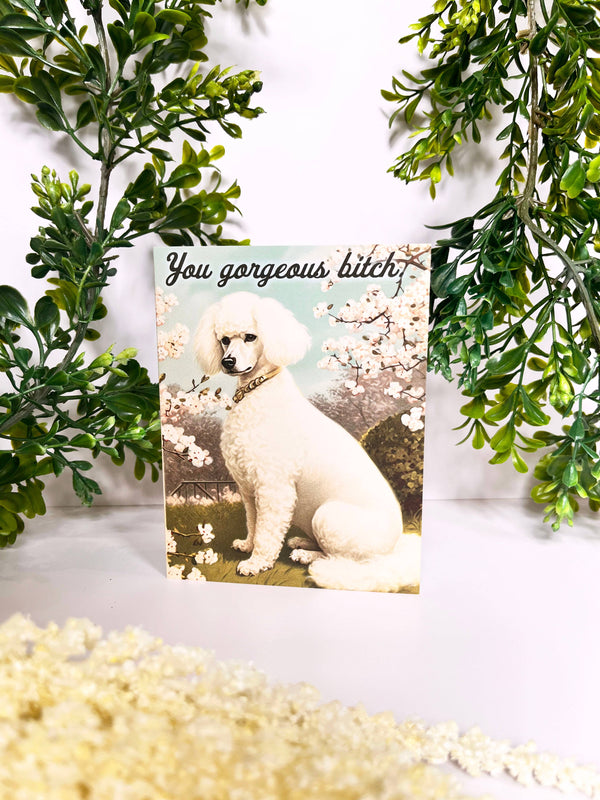 The Coin Laundry - You Gorgeous Bitch Funny Dog Card - Encouragement Love