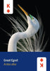 Mountaineers Books - Birds of North America Deck 52 Playing Cards