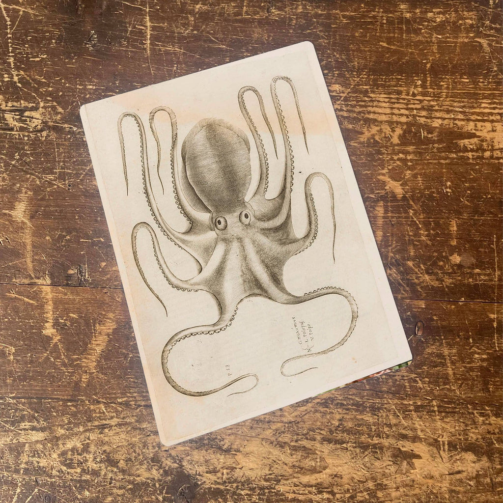 The British Metal Signs Company - Octopus botanical illustration b Metal  Wall Sign: 6x8inch
