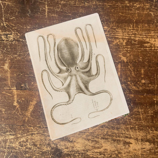 The British Metal Signs Company - Octopus botanical illustration b Metal  Wall Sign: 6x8inch