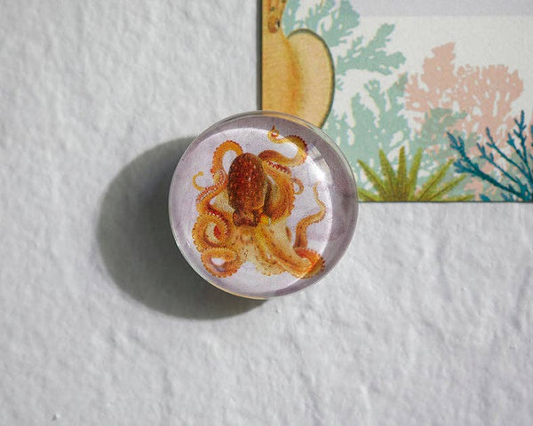 Insight Editions - Art of Nature: Under the Sea Glass Magnet Set (Set of 6)