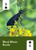 Mountaineers Books - Pollinators of North America Deck: 52 Playing Cards