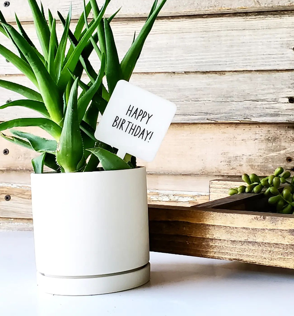 Mad River - Snarky Plant Marker Stake -  Happy Birthday