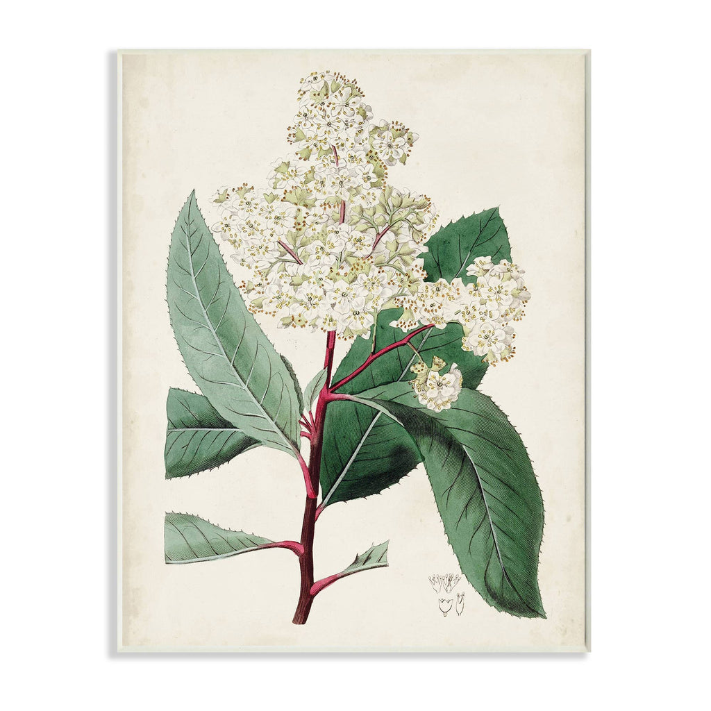 Stupell Industries - Vintage Garden Study Red Stem Floral Plant Wall Plaque Art