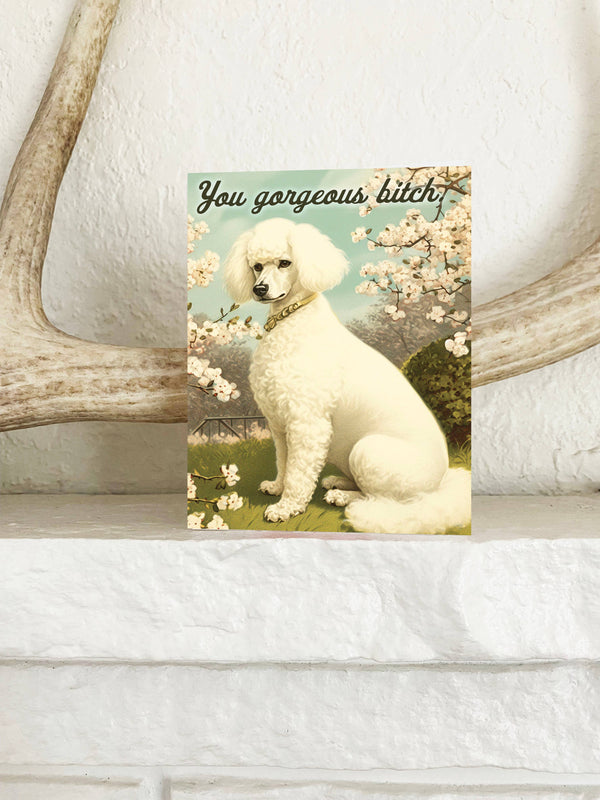 The Coin Laundry - You Gorgeous Bitch Funny Dog Card - Encouragement Love