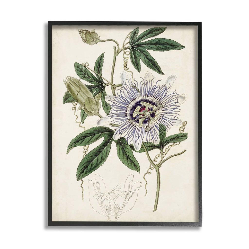 Stupell Industries - Vintage Garden Flower Illustration Plant Anatomy Black Frame