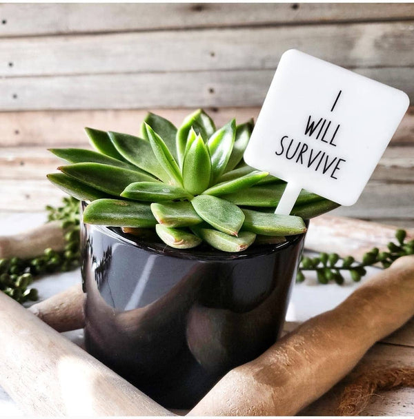 Mad River - Snarky Plant Marker Stake -  I will survive
