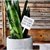 Mad River - Snarky Plant Marker Stake - Reads Books Avoids People