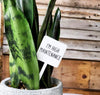 Mad River - Snarky Plant Marker Stake - I'm High Maintenance
