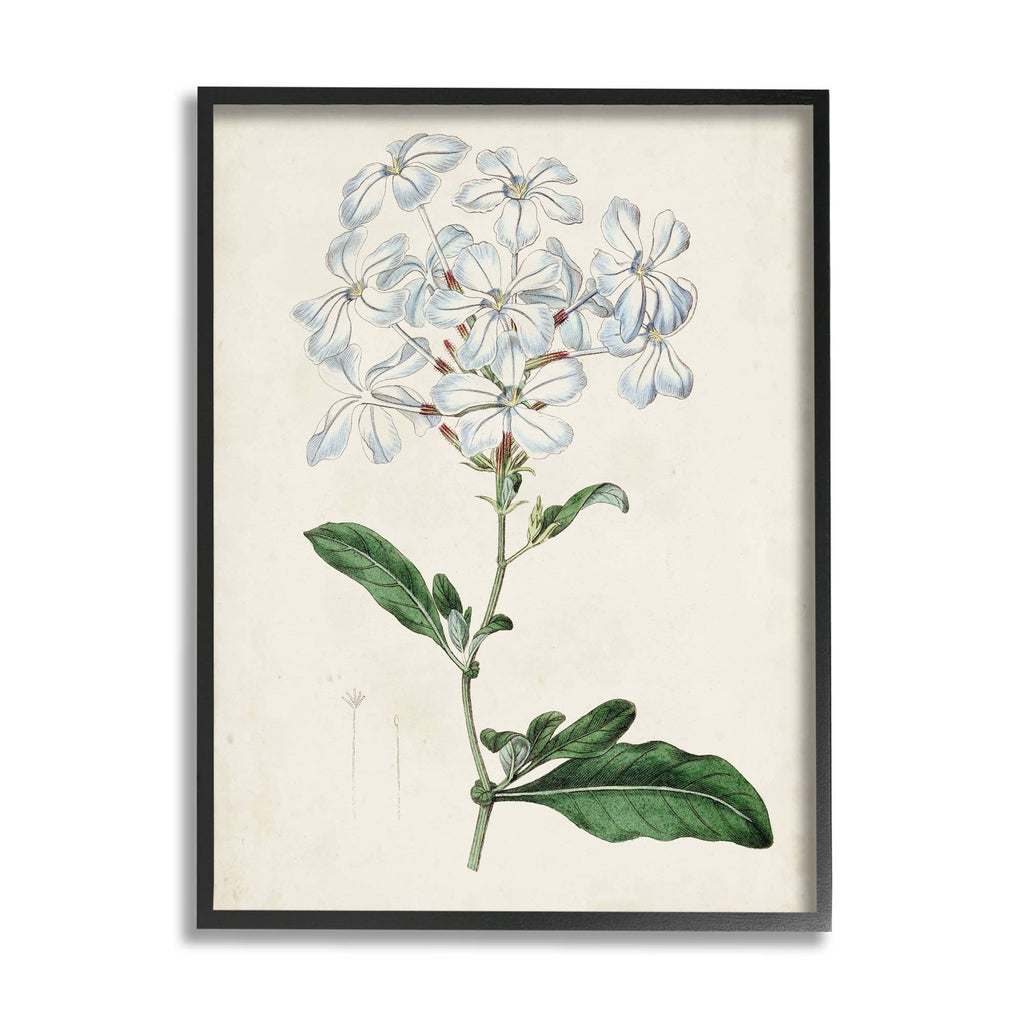 Stupell Industries - Rustic Garden Floral Study Charming White Blossoms Blk Frame